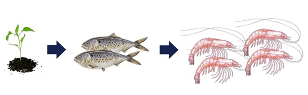 Zdroje omega 3 a 6 mastných kyselin - kril